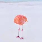 Flamingone 800x450