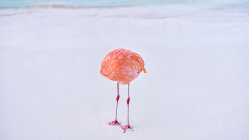 Flamingone 800x450