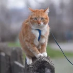 Як навчити улюбленця командам