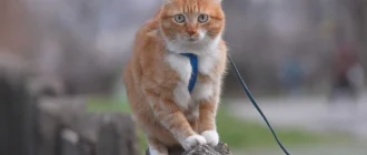 Як навчити улюбленця командам