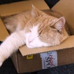 Чому коти готові проміняти дорогі будиночки на звичайне пакування
