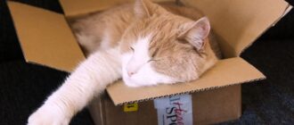 Чому коти готові проміняти дорогі будиночки на звичайне пакування