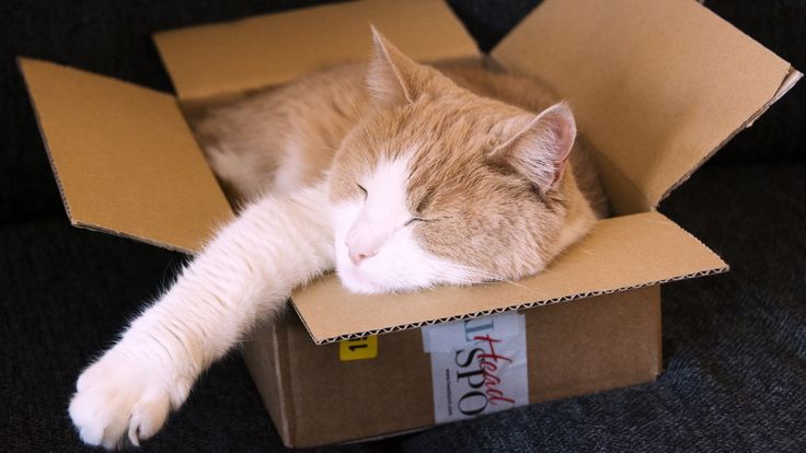 Чому коти готові проміняти дорогі будиночки на звичайне пакування